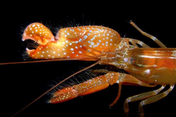 researchers-3d-print-shrimp-inspired-robot-claw-to-produce-underwater-plasma-1
