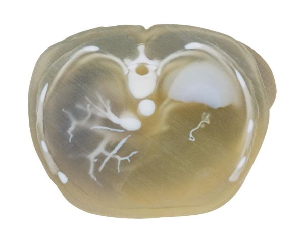 Stratasys J850 Digital Anatomy 3D-Drucksystem